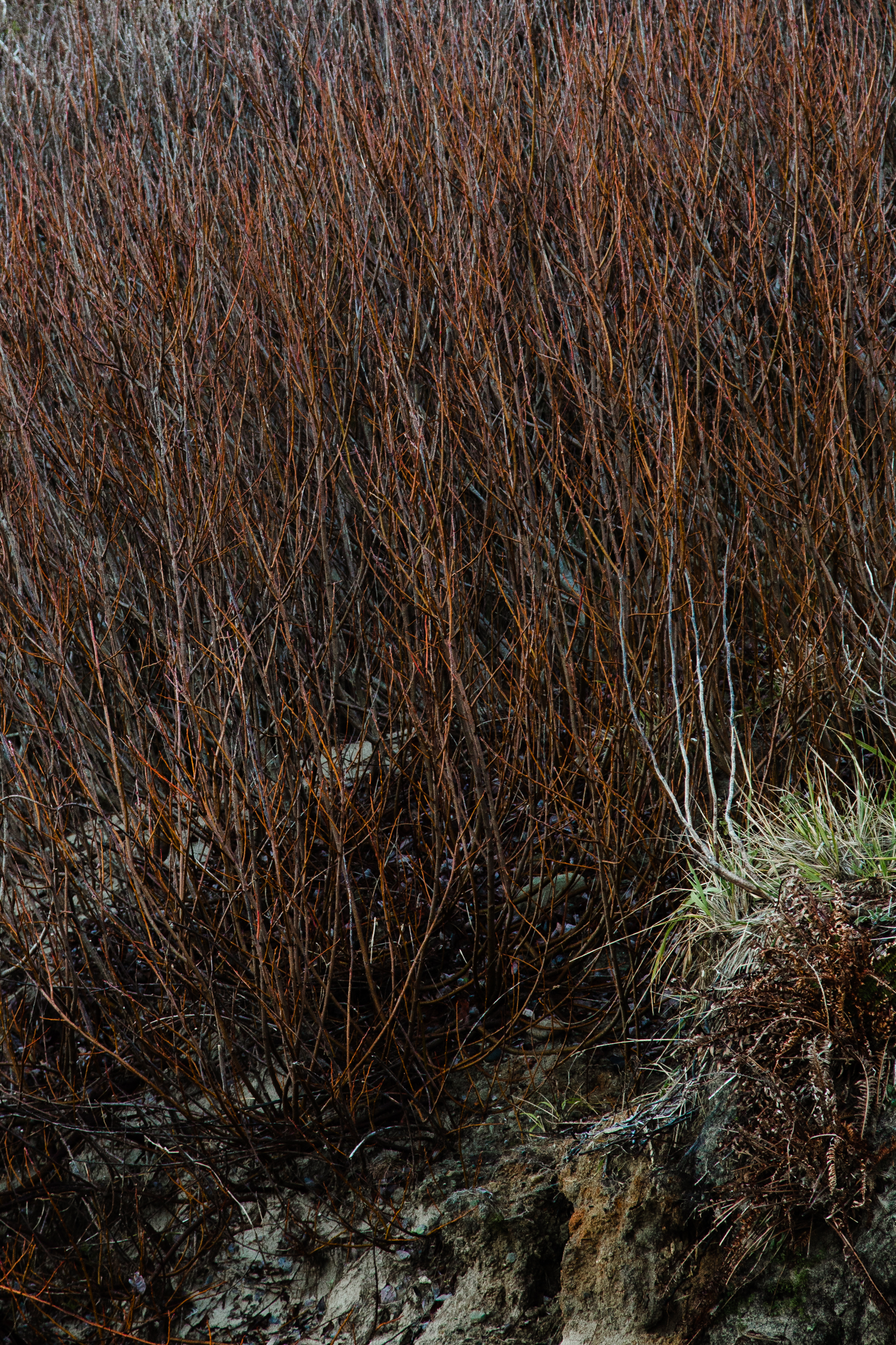 DANIEL DE JESUS KRUEGER